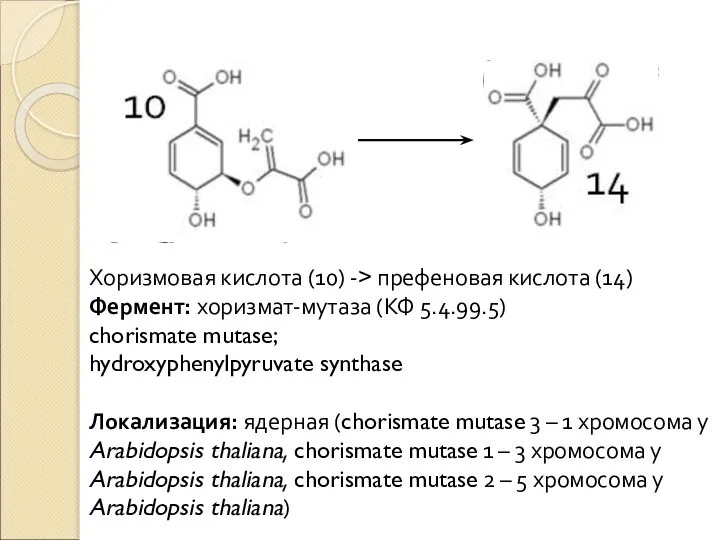 Хоризмовая кислота (10) -> префеновая кислота (14) Фермент: хоризмат-мутаза (КФ 5.4.99.5)