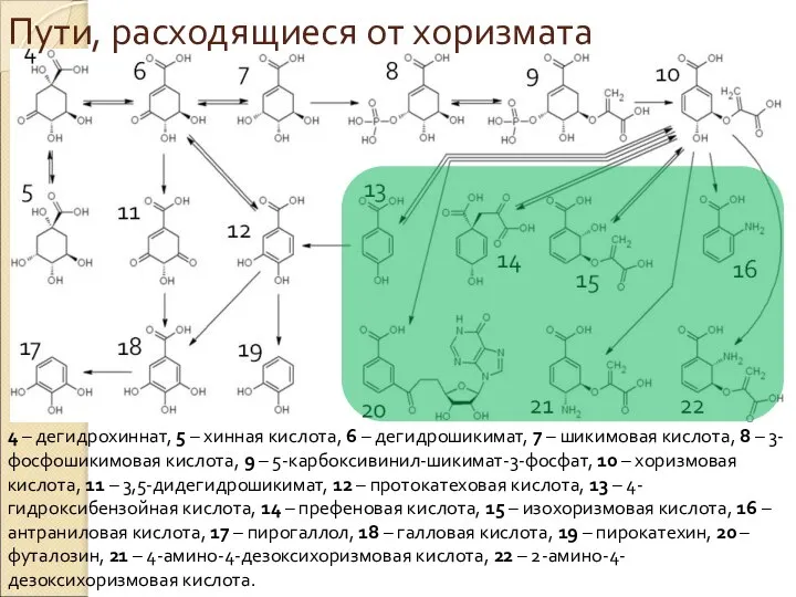 Пути, расходящиеся от хоризмата 4 – дегидрохиннат, 5 – хинная кислота,