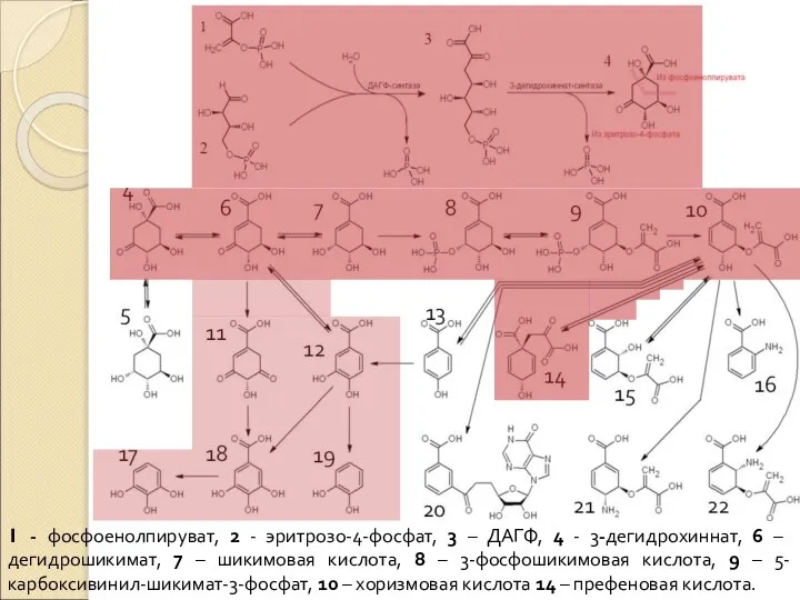 1 - фосфоенолпируват, 2 - эритрозо-4-фосфат, 3 – ДАГФ, 4 -