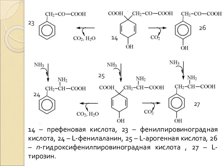 14 – префеновая кислота, 23 – фенилпировиноградная кислота, 24 – L-фенилаланин,