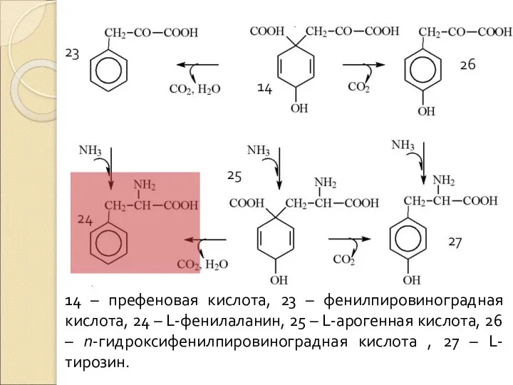 14 – префеновая кислота, 23 – фенилпировиноградная кислота, 24 – L-фенилаланин,