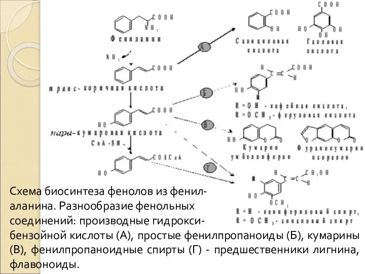 Схема биосинтеза фенолов из фенил- аланина. Разнообразие фенольных соединений: производные гидрокси-