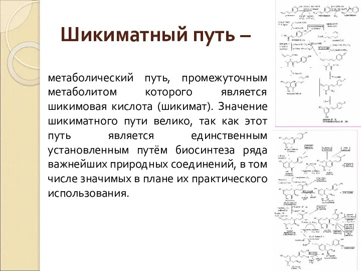 Шикиматный путь – метаболический путь, промежуточным метаболитом которого является шикимовая кислота