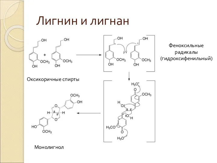 Лигнин и лигнан Оксикоричные спирты Феноксильные радикалы (гидроксифенильный) Монолигнол