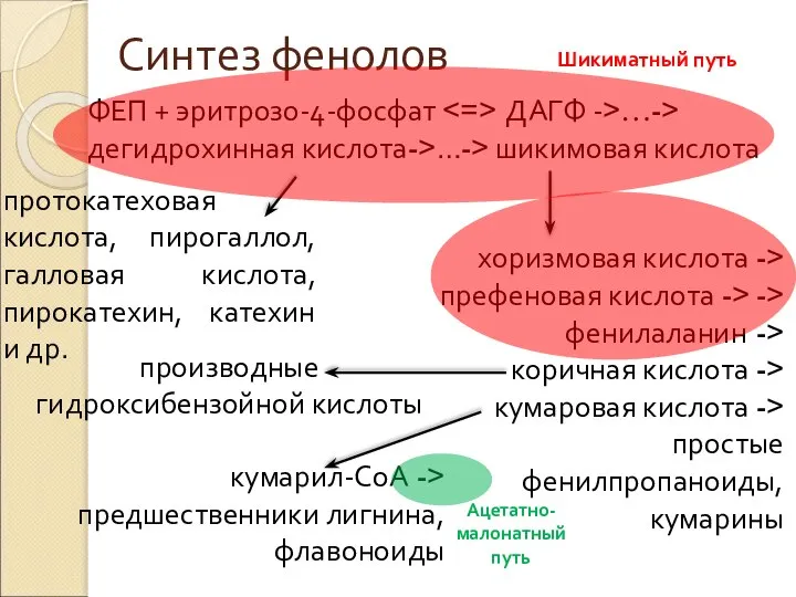 Синтез фенолов ФЕП + эритрозо-4-фосфат ДАГФ ->…-> дегидрохинная кислота->…-> шикимовая кислота