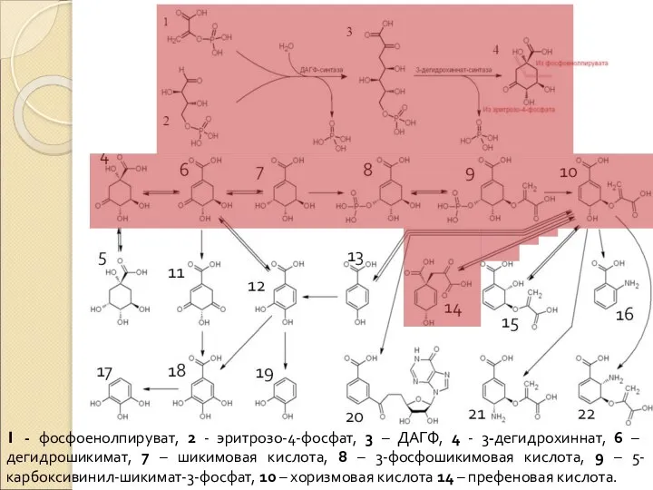 1 - фосфоенолпируват, 2 - эритрозо-4-фосфат, 3 – ДАГФ, 4 -