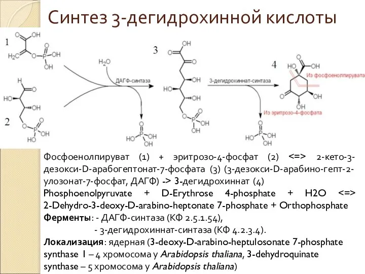 Фосфоенолпируват (1) + эритрозо-4-фосфат (2) 2-кето-3-дезокси-D-арабогептонат-7-фосфата (3) (3-дезокси-D-арабино-гепт-2-улозонат-7-фосфат, ДАГФ) -> 3-дегидрохиннат