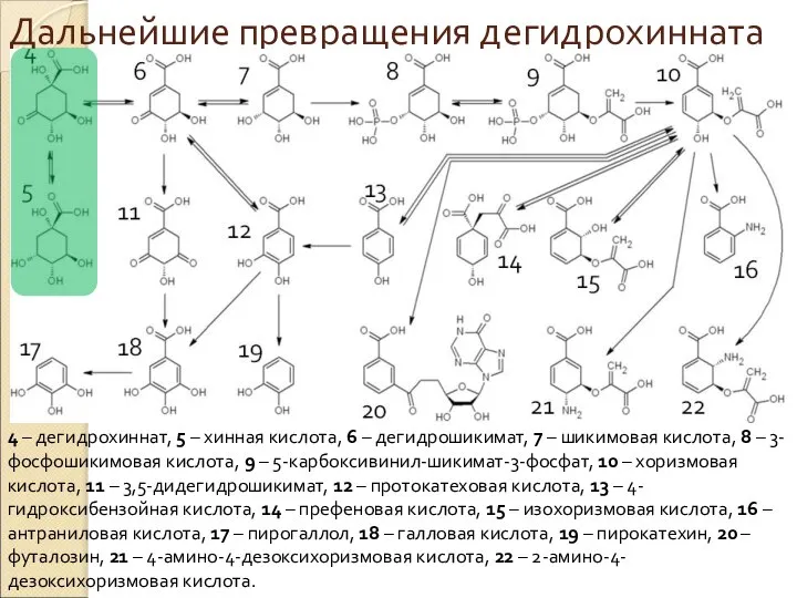 Дальнейшие превращения дегидрохинната 4 – дегидрохиннат, 5 – хинная кислота, 6