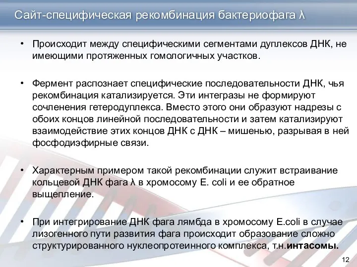 Сайт-специфическая рекомбинация бактериофага λ Происходит между специфическими сегментами дуплексов ДНК, не