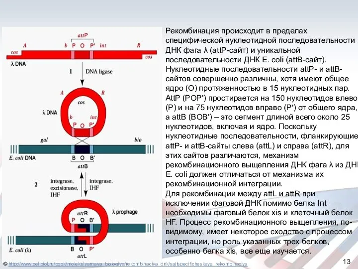 Рекомбинация происходит в пределах специфической нуклеотидной последовательности ДНК фага λ (attP-сайт)