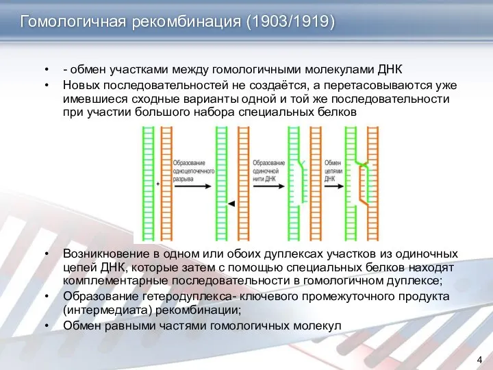 Гомологичная рекомбинация (1903/1919) - обмен участками между гомологичными молекулами ДНК Новых