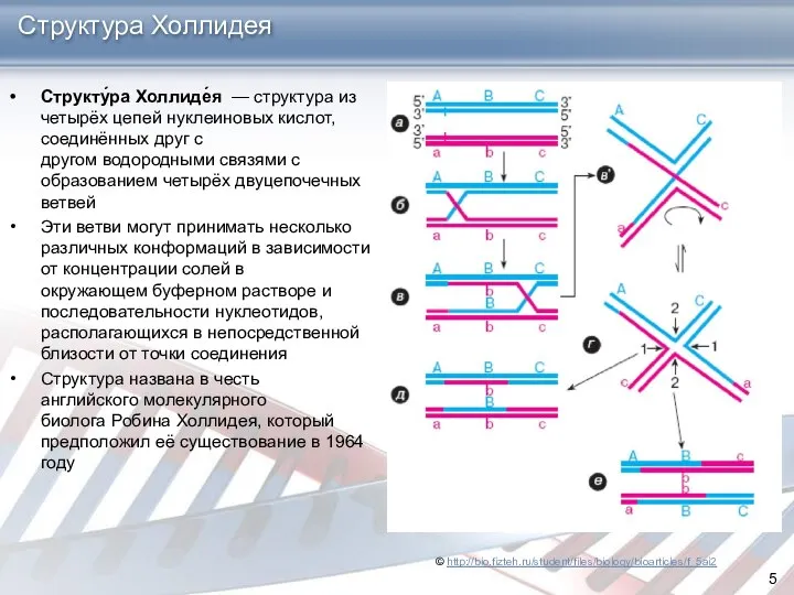 Структура Холлидея Структу́ра Холлиде́я — структура из четырёх цепей нуклеиновых кислот,