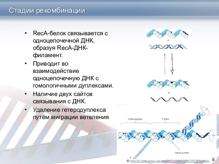 Стадии рекомбинации RecA-белок связывается с одноцепочечной ДНК, образуя RecA-ДНК-филамент. Приводит во