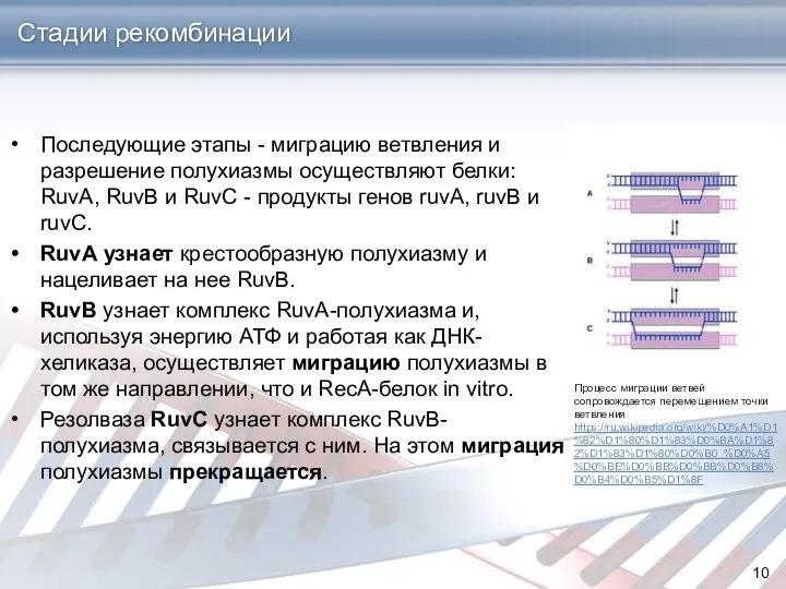 Стадии рекомбинации Последующие этапы - миграцию ветвления и разрешение полухиазмы осуществляют