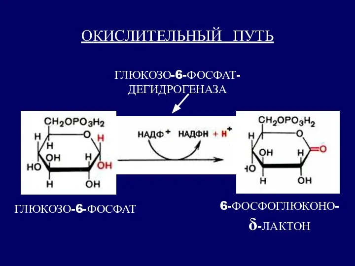 ОКИСЛИТЕЛЬНЫЙ ПУТЬ