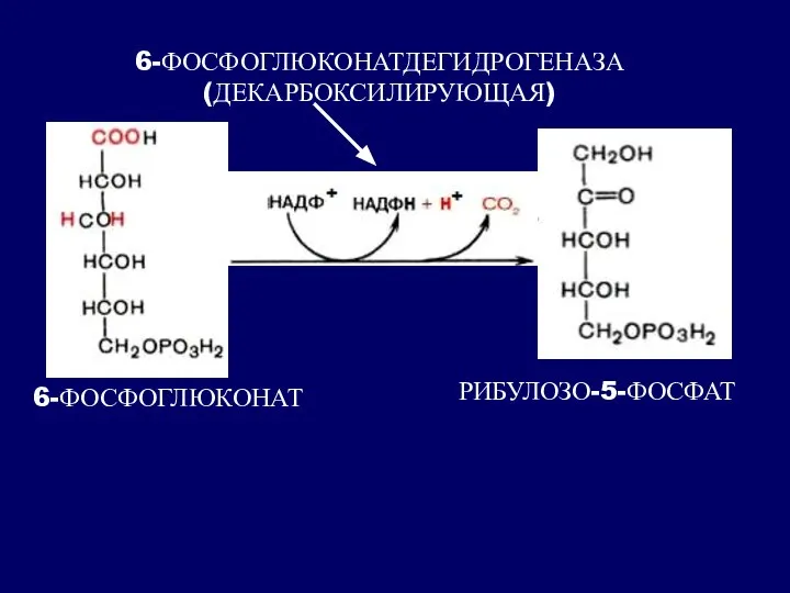 6-ФОСФОГЛЮКОНАТ РИБУЛОЗО-5-ФОСФАТ 6-ФОСФОГЛЮКОНАТДЕГИДРОГЕНАЗА (ДЕКАРБОКСИЛИРУЮЩАЯ)