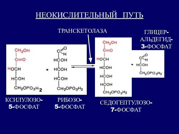 НЕОКИСЛИТЕЛЬНЫЙ ПУТЬ