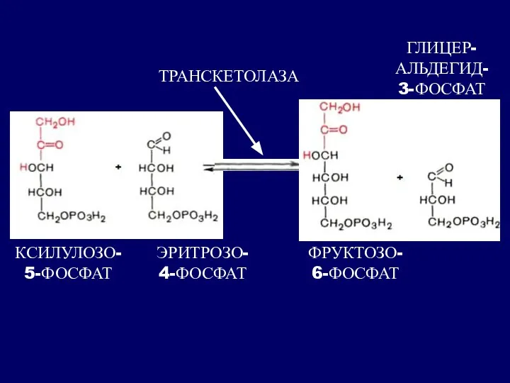 КСИЛУЛОЗО- 5-ФОСФАТ ЭРИТРОЗО- 4-ФОСФАТ ФРУКТОЗО- 6-ФОСФАТ ГЛИЦЕР- АЛЬДЕГИД- 3-ФОСФАТ ТРАНСКЕТОЛАЗА