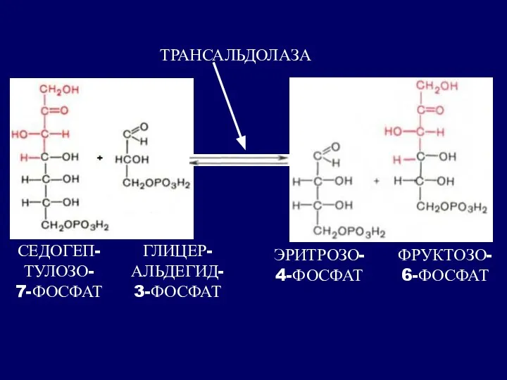 СЕДОГЕП- ТУЛОЗО- 7-ФОСФАТ ГЛИЦЕР- АЛЬДЕГИД- 3-ФОСФАТ ЭРИТРОЗО- 4-ФОСФАТ ФРУКТОЗО- 6-ФОСФАТ ТРАНСАЛЬДОЛАЗА