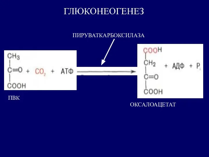 ПВК ОКСАЛОАЦЕТАТ ПИРУВАТКАРБОКСИЛАЗА ГЛЮКОНЕОГЕНЕЗ