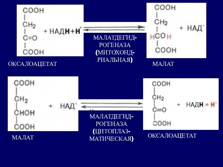 ОКСАЛОАЦЕТАТ МАЛАТ МАЛАТДЕГИД- РОГЕНАЗА (МИТОХОНД- РИАЛЬНАЯ) МАЛАТДЕГИД- РОГЕНАЗА (ЦИТОПЛАЗ- МАТИЧЕСКАЯ) МАЛАТ ОКСАЛОАЦЕТАТ