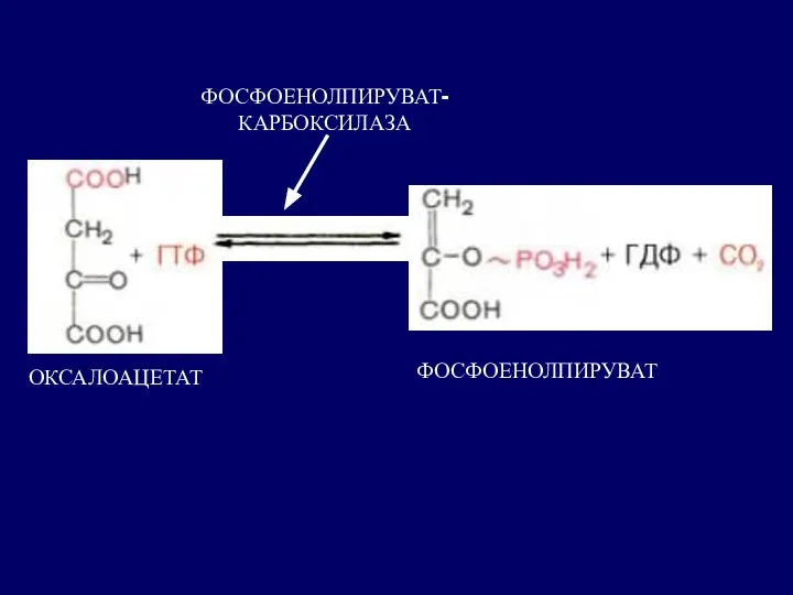 ОКСАЛОАЦЕТАТ ФОСФОЕНОЛПИРУВАТ ФОСФОЕНОЛПИРУВАТ- КАРБОКСИЛАЗА