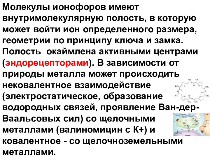 Молекулы ионофоров имеют внутримолекулярную полость, в которую может войти ион определенного