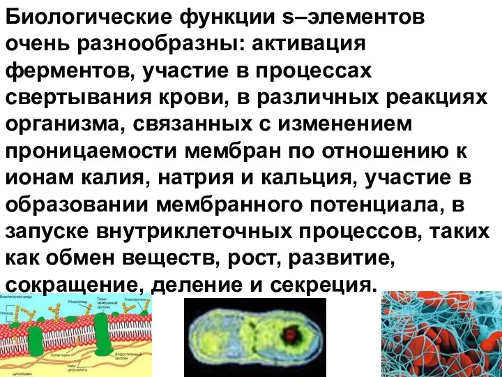 Биологические функции s–элементов очень разнообразны: активация ферментов, участие в процессах свертывания