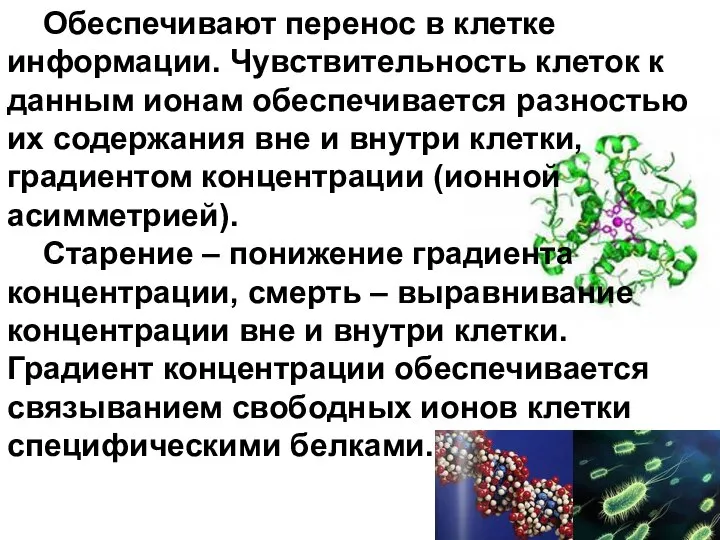 Обеспечивают перенос в клетке информации. Чувствительность клеток к данным ионам обеспечивается