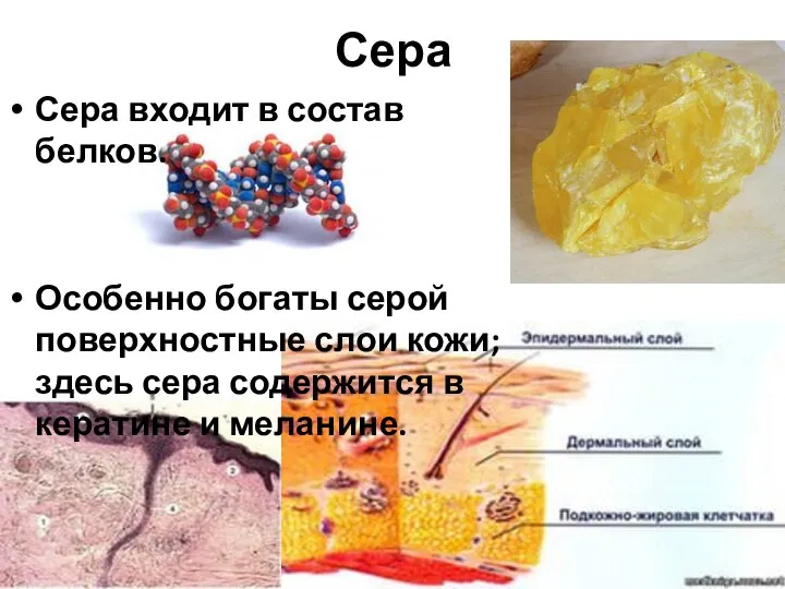 Сера Сера входит в состав белков. Особенно богаты серой поверхностные слои