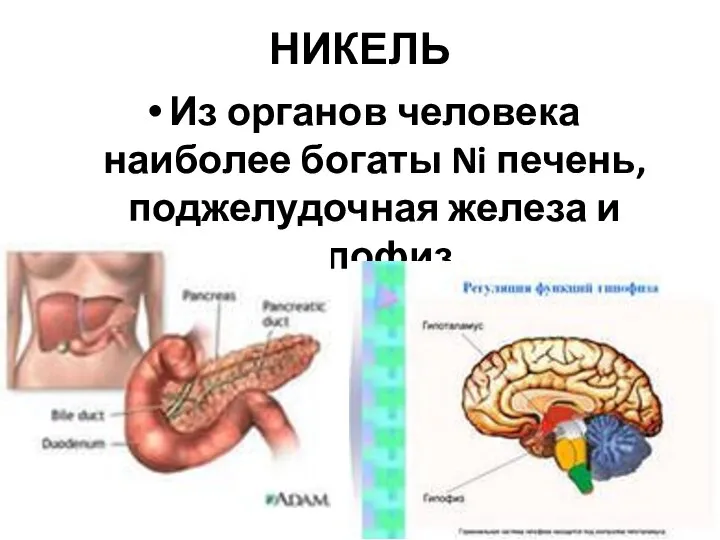 НИКЕЛЬ Из органов человека наиболее богаты Ni печень, поджелудочная железа и гипофиз.