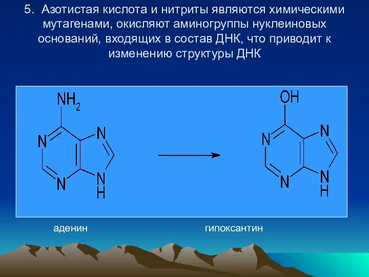 5. Азотистая кислота и нитриты являются химическими мутагенами, окисляют аминогруппы нуклеиновых