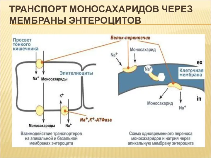 ТРАНСПОРТ МОНОСАХАРИДОВ ЧЕРЕЗ МЕМБРАНЫ ЭНТЕРОЦИТОВ