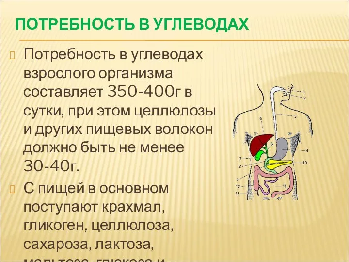 ПОТРЕБНОСТЬ В УГЛЕВОДАХ Потребность в углеводах взрослого организма составляет 350-400г в