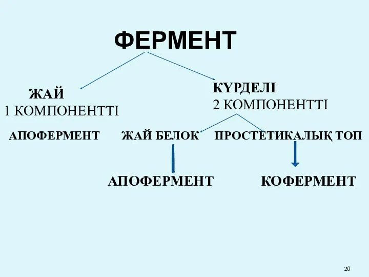 ФЕРМЕНТ ЖАЙ 1 КОМПОНЕНТТІ КҮРДЕЛІ 2 КОМПОНЕНТТІ АПОФЕРМЕНТ ЖАЙ БЕЛОК ПРОСТЕТИКАЛЫҚ ТОП АПОФЕРМЕНТ КОФЕРМЕНТ