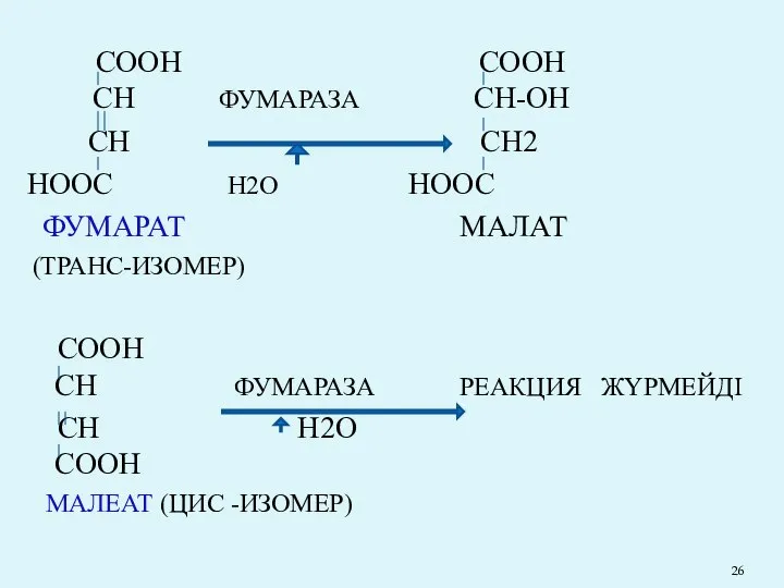 СООН СООН СН ФУМАРАЗА СН-ОН СН СН2 НООС Н2О НООС ФУМАРАТ