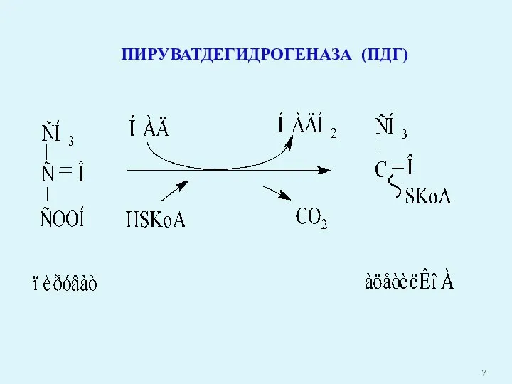 ПИРУВАТДЕГИДРОГЕНАЗА (ПДГ)