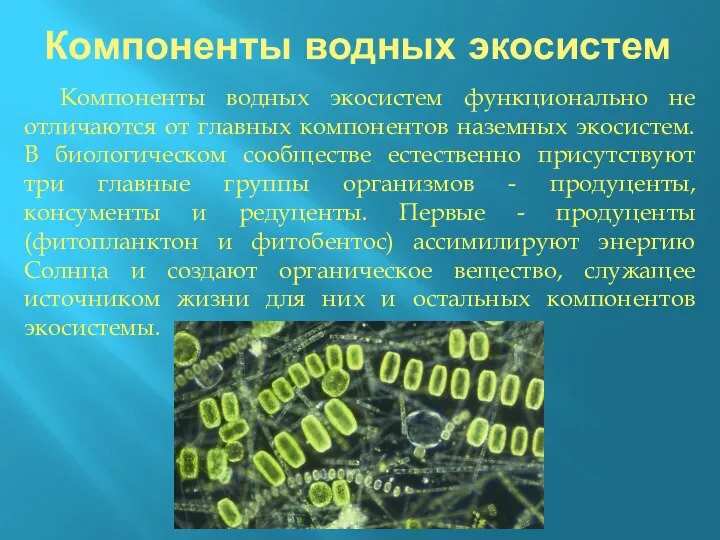 Компоненты водных экосистем функционально не отличаются от главных компонентов наземных экосистем.