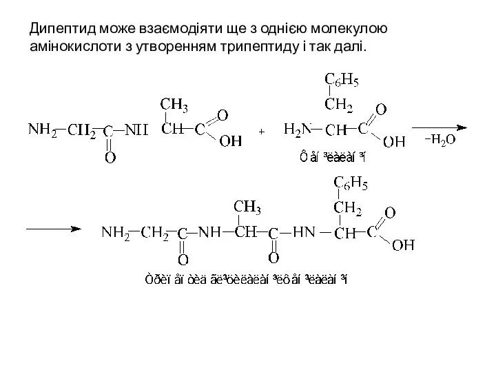 Дипептид може взаємодіяти ще з однією молекулою амінокислоти з утворенням трипептиду і так далі.