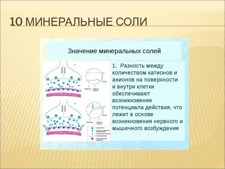 10 МИНЕРАЛЬНЫЕ СОЛИ