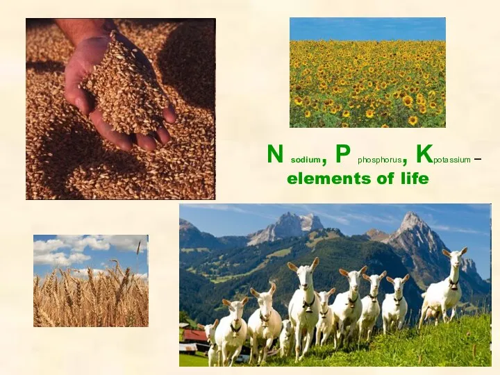 N sodium, P phosphorus, Kpotassium – elements of life