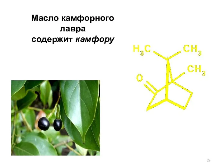 Масло камфорного лавра содержит камфору