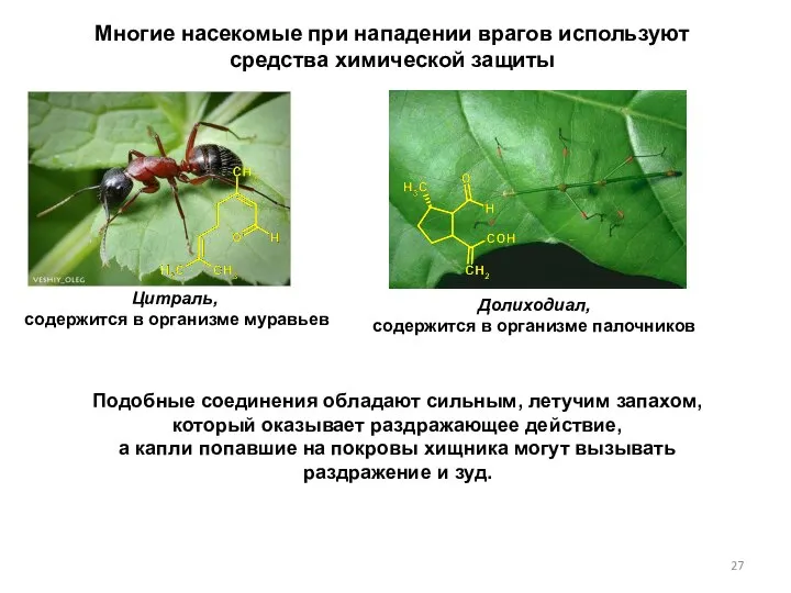Многие насекомые при нападении врагов используют средства химической защиты Цитраль, содержится