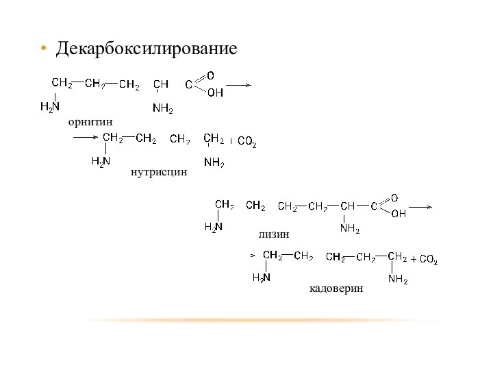 Декарбоксилирование орнитин лизин