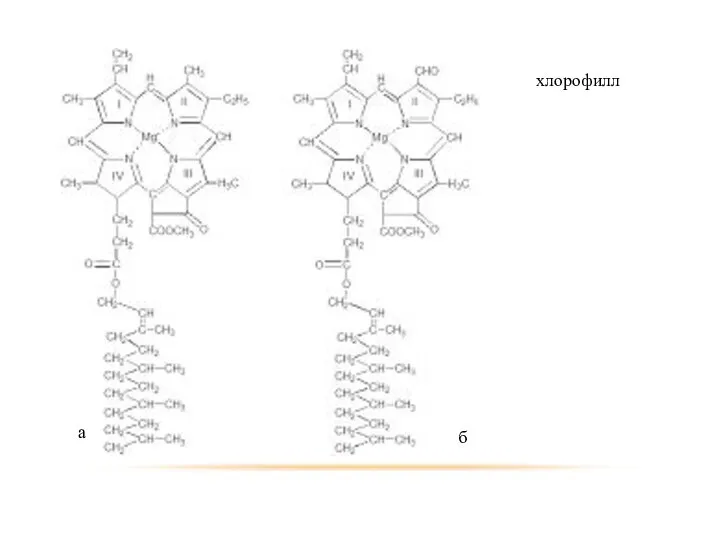 хлорофилл а б
