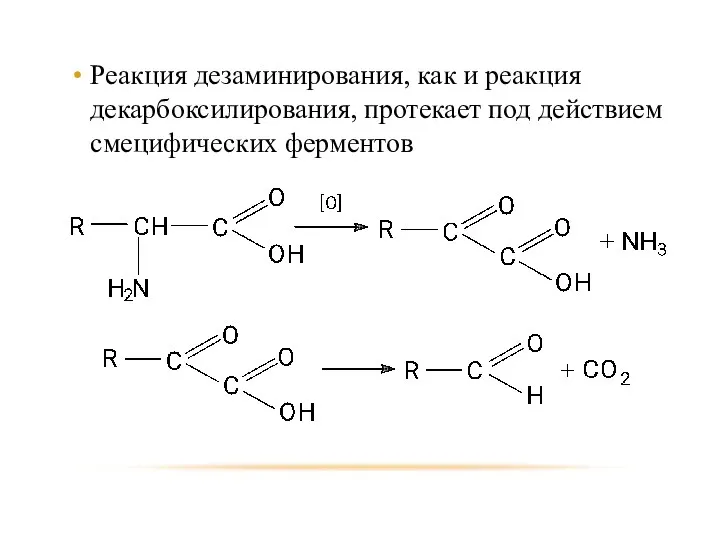 Реакция дезаминирования, как и реакция декарбоксилирования, протекает под действием смецифических ферментов