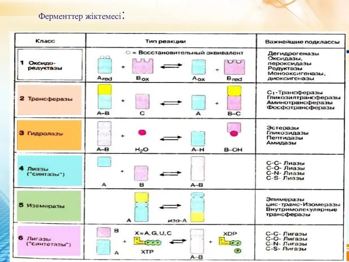 Ферменттер жіктемесі: