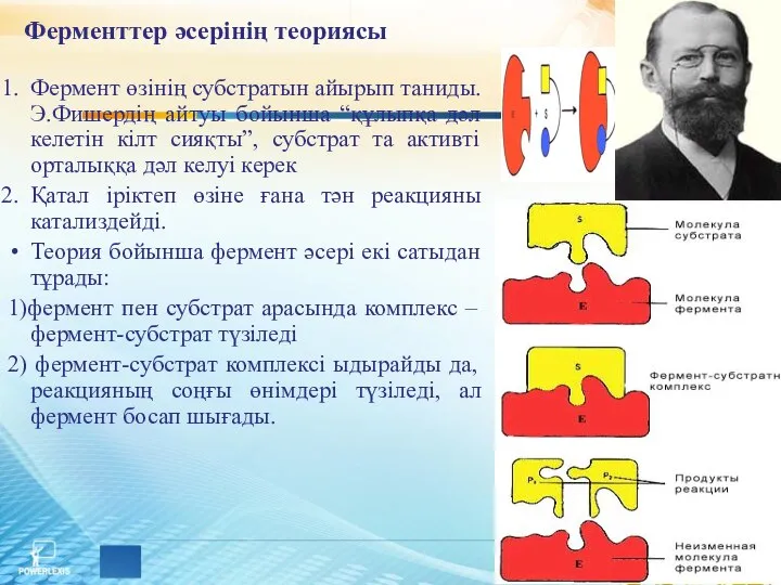 Ферменттер әсерінің теориясы Фермент өзінің субстратын айырып таниды. Э.Фишердің айтуы бойынша