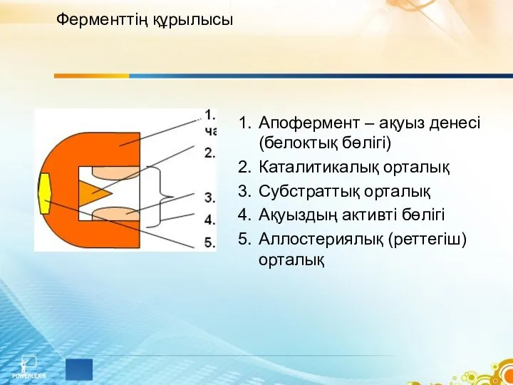 Ферменттің құрылысы Апофермент – ақуыз денесі (белоктық бөлігі) Каталитикалық орталық Субстраттық