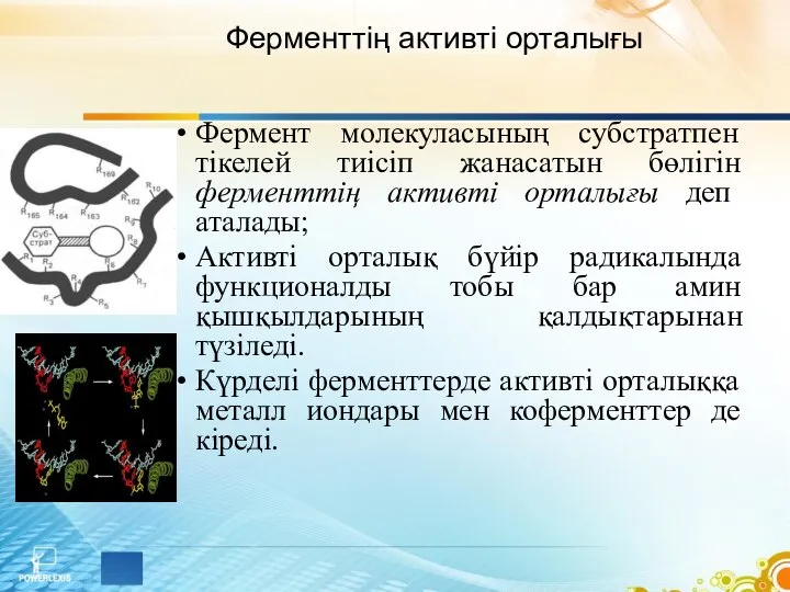 Ферменттің активті орталығы Фермент молекуласының субстратпен тікелей тиісіп жанасатын бөлігін ферменттің